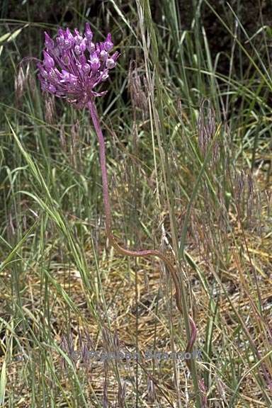 dichelostemma volubile 8 graphic